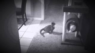 Cat fight music by Black Lips