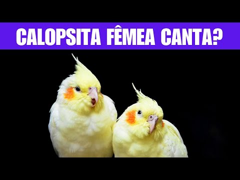 Calopsita Fêmea Canta?