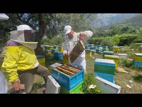 BLETARIA MUSKAJ NE DHERMI