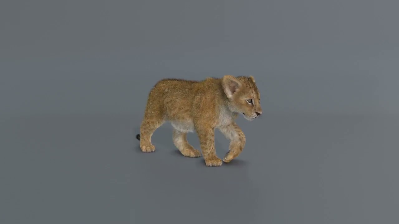 Lion Cub Rigged Animated 3D Model