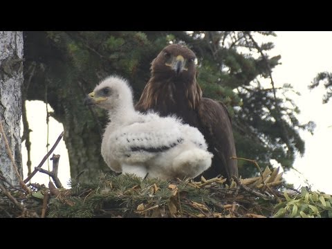 Deník orlí rodinky, 14.6. 2013