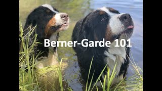 Berner-Garde 101; How to navigate the Bernese Mountain Dog Health Database, verify health clearances