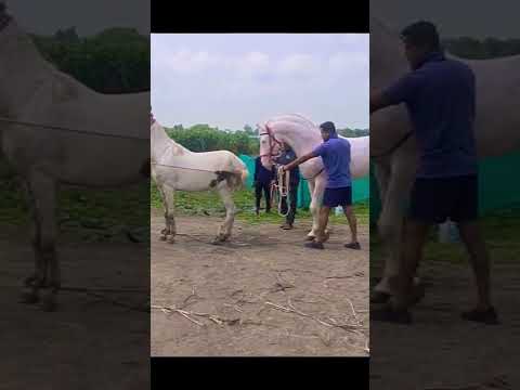 , title : 'Beast 68 inch Stallion #shorts #horse #breeding #horsevideo #horselover #horses #2022 #youtubeshorts'