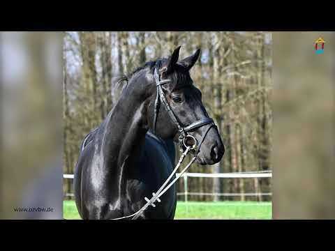 Duke *2016 v. Destano - Heraldik xx