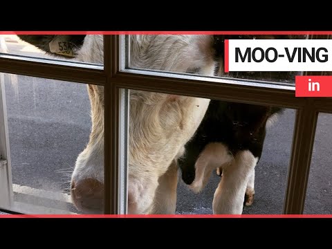 More than 300 cows, horses and donkeys are free to roam British street | SWNS TV