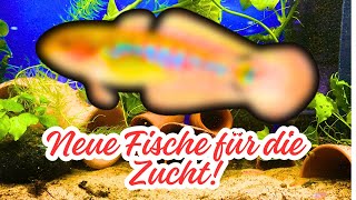 Breeding Cichlids: Neolamprologus brichardi & Pelvicachromis pulcher + Pastel Gobies in Focus!