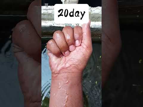 Red violet guppy. Baby to adult.#guppy#fish####