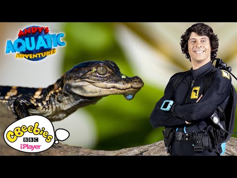 The Alligator Babies | Andy's Aquatic Adventures | CBeebies