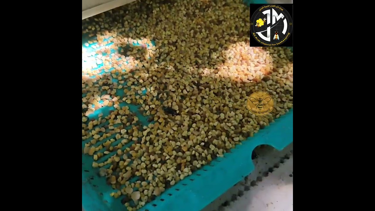 حبوب اللقاح ومواسم وطرق جمعها 