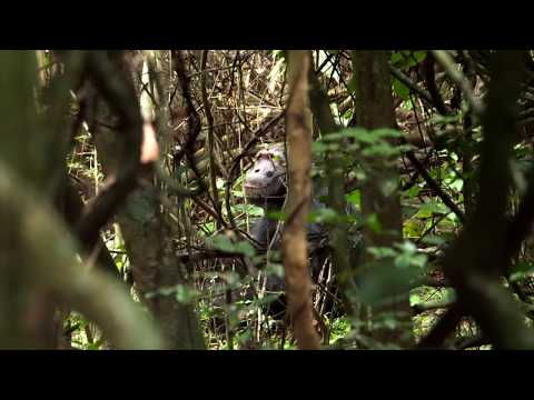 Chimpanzee Trekking - Rubondo Island, Asilia Africa