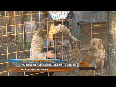 CASTRARON SALVAJEMENTE A UN PERRO