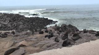 preview picture of video 'Cape Fur Seal Colony - Cape Cross, Namibia'