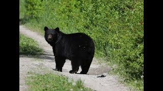 How To Hunt Bears 2020