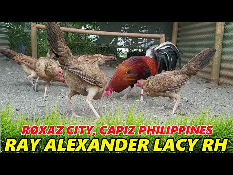 Ray Alexander Lacy Roundhead - JDA FARM Philippines