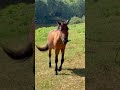 Pouliche Frison x Espagnol x Camarguaise