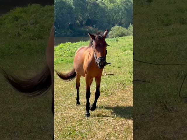 Pouliche Frison x Espagnol x Camarguaise 