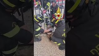 Vinci, capriolo bloccato in un cancello, salvato dai Vigili del Fuoco