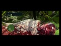 Far Cry 3 Hunting Of Goat