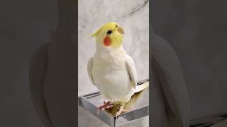 Download lagu Adorable Cockatiel's Cute Whistling π #cockatielscraze mp3 Download lagu Adorable Cockatiel's Cute Whistling π #cockatielscraze mp3