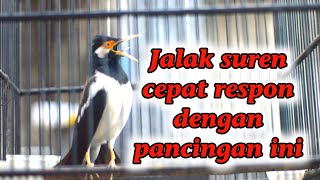 Download lagu PANCINGAN JALAK SUREN MACET BUNYI, JALAK SUREN MEMANGGIL LAWAN mp3