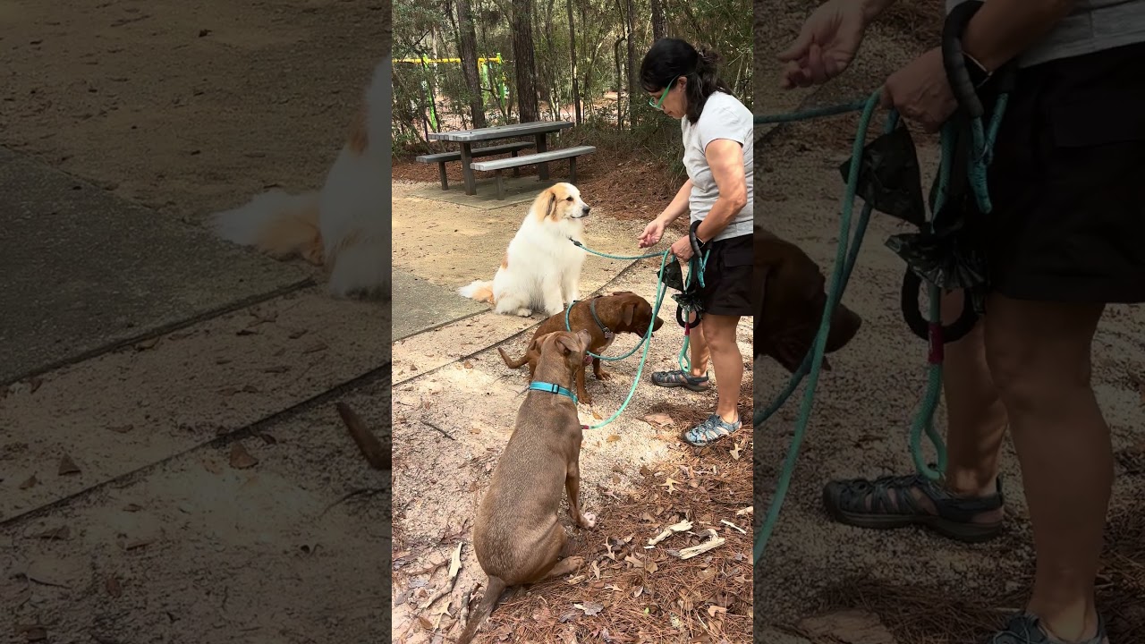 Enlarge Maggie (gentle, friendly, calm, house trained), a Adoptable mixed breed in Rossford, OH video 6/6