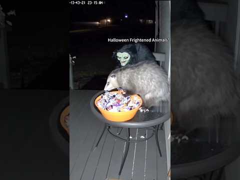 Animaux effrayés à l'occasion d'Halloween
