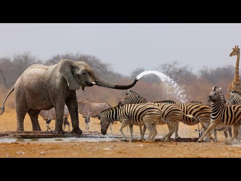 Wild Life – Nature Documentary Full HD 1080p