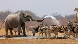 Wild Life - Nature Documentary Full HD 1080p