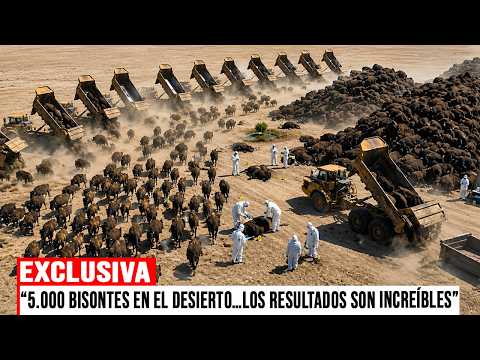 5,000 Bison Disappeared in the Texas Desert… Years Later, the Incredible Was Found
