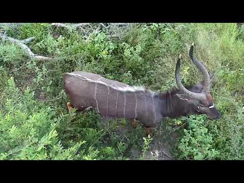 Djuma: Impalas, Wildebeests and Nyala bull - 17:03 - 04/26/20
