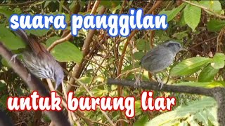 Download lagu suara pikat ciung air dan burung tesia, untuk pikat mp3