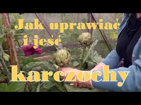 Jak uprawiać i jeść karczochy?