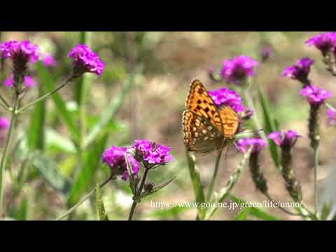 バーベナに来た蝶　Verbena attract Butterflies