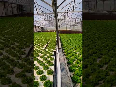 , title : 'HYDROPONIC FARM in ISRAEL - Grow 40,000 Units each month and make 40,000$'