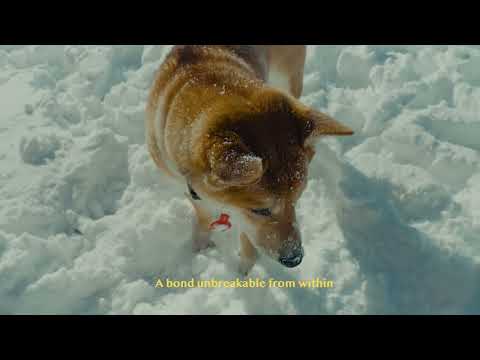 The Shiba Short Story