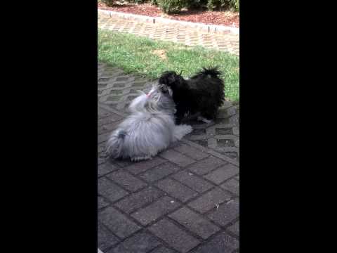 Arny und Albena in Action