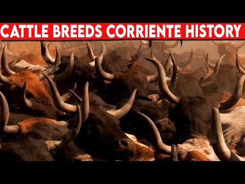 , title : '⭕ Cattle Breeds CORRIENTE History ✅ CORRIENTE  Cattle  // Bulls'