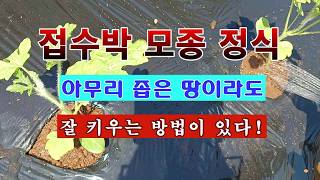 [텃밭농부 2,233]  접수박 모종 정식. 작은 텃밭에서 많이 키우는 방법! #수박재배