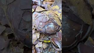 Download lagu 🐉🥚 Kakek Ini Menemukan Telur Naga di Hutan! # #hartakarun #ceritahartakarun #telurnaga #naga mp3