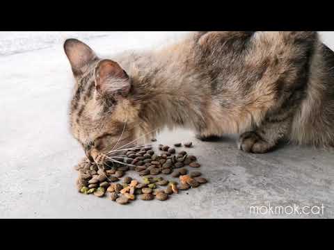 Feeding a Skinny Feral Cat