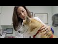 Going All-Natural in Animal Health with Nexderma