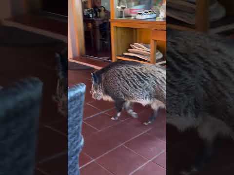 📌 Quando prenoti al ristorante e sai già quale è il tuo tavolo😅Sardegna ( 🎥 The first Artichoke )