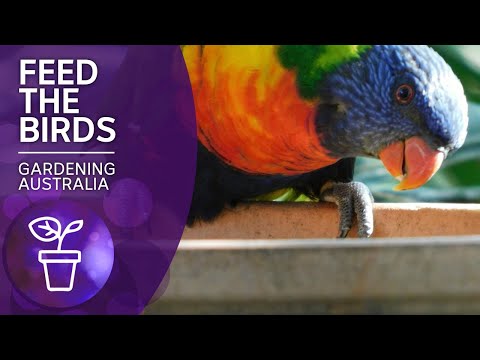 Attract birds to your garden by feeding responsibly | Beneficial Animals | Gardening Australia