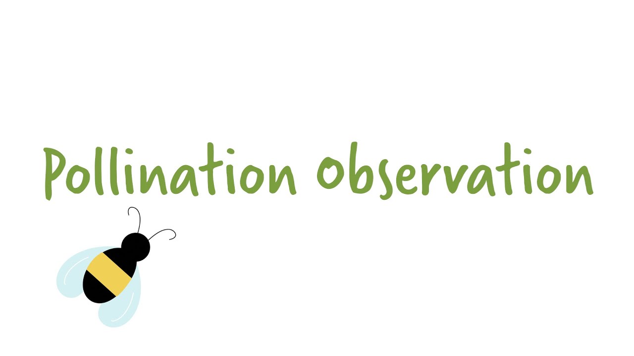 Pollination Observation | Discovery Field Trip