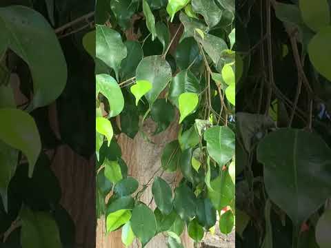 Birkenfeige (angepflanzt) auf der Insel Lanzarote am 30.10.2024