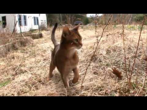 download lagu mp3 mp4 Abyssinian, download mp3 Abyssinian free downloadn, video klip Abyssinian