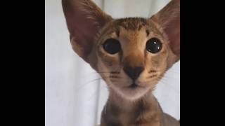 Oriental shorthair kitten meows