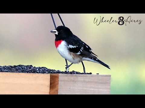 LIVE Bird Feeder & Critters - NE Alabama 24/7