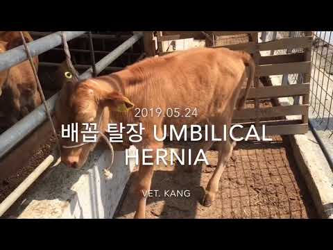 , title : '송아지 배꼽탈장 umbilical hernia surgery in a calf'