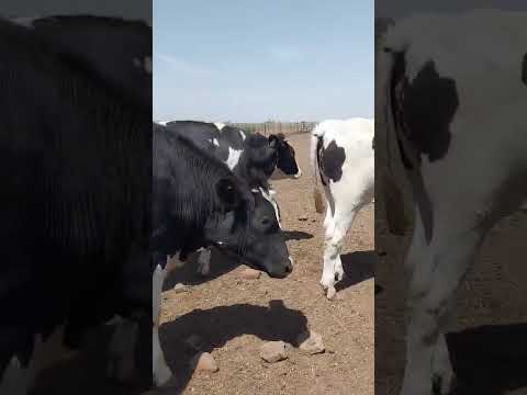 Casnem - Gordos - 60 novillos holando - Peso prim aprox 450 kg - Zona: Ticino, Córdoba